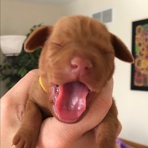 Meet your Posher, Renee